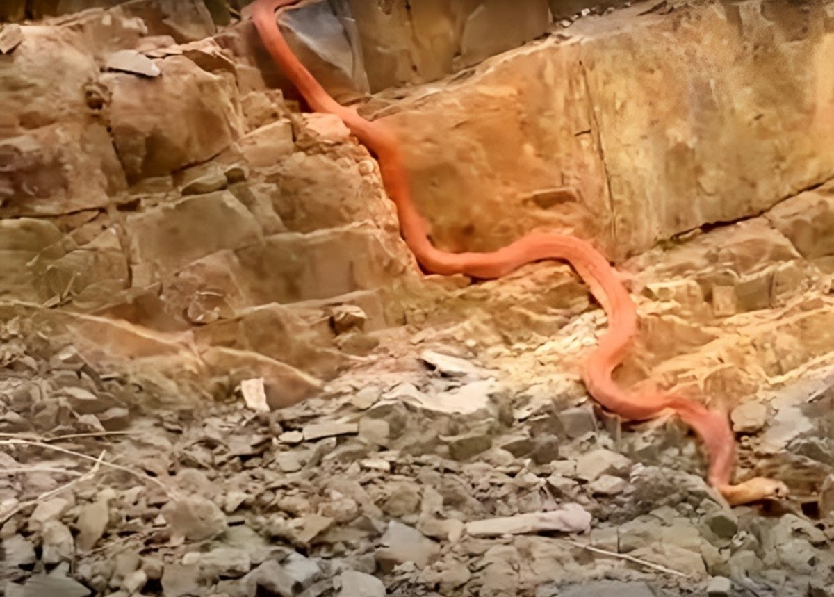 کشف یک مار غول پیکر 15 متری در عراق که سنگ های کوهستان را می‌بلعد