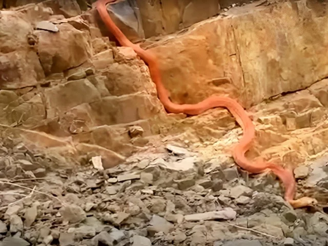 کشف یک مار غول پیکر 15 متری در عراق که سنگ های کوهستان را می‌بلعد (فیلم)