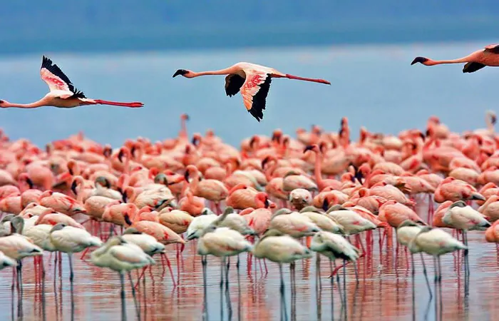 رقاصی فلامینگو‌های مهاجر بر روی دریاچه مهارلو🦩